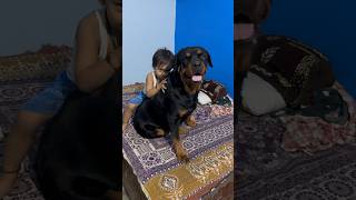 Rottweiler daisy Protecting little baby 🚫✅#rottweiler #shorts #viral #doglover