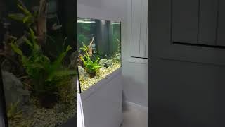 Welcome to my fishroom #fishkeeping #fishtank #fish