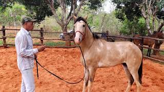 COMO CORRIGIR TRAUMA DE CABRESTO. CAVALO PADRE DA REPÚBLICA