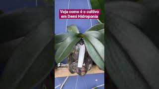 Veja como é o cultivo em semi hidroponia | JD Orquídeas