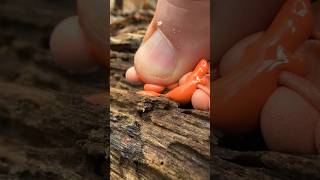 Popping Pimples in Nature: Wolf’s Milk Slime Mold (Lycogala)