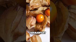 Reaksi makan buah ciplukan#ciplukan #buahciplukan #reels #videoshort