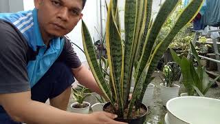 4 Tips Penyiraman Sansevieria_Lidah Mertua