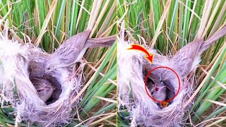 A flock of sparrows is busy providing food and protection to the young