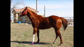 El Gato Americano - Laberinto