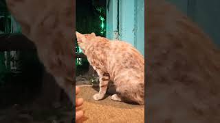 She always Play at Night|Cat shorts #shorts #cat