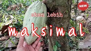 Memaksimalkan buah cokelat.