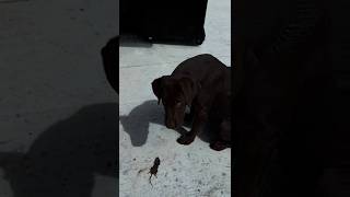 😁Labrador puppy brought a treat for his owner.