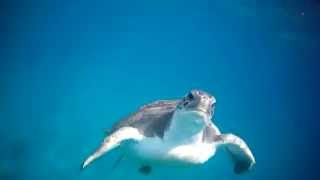 Diving with Turtles in Tenerife - November 2012