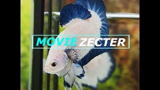 [Movie Zecter] Test Streaming!!!