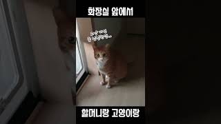 화장실 갈거냐는 질문에 대답하는 고양이