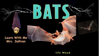 Bats learn about bats and text features in this expository text