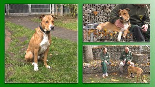 Hundevermittlung - Oktober/November 2022 (Tierheim Hannover TV)