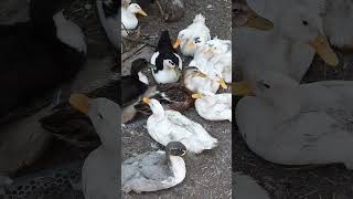 Випустили утят в стадо 🦆 #shortsvideo #chicken #2024 #яйца #shortsyoutube #подпишись #tiktok