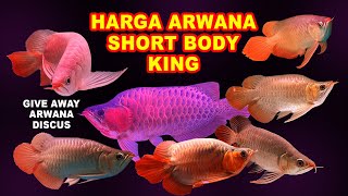 HARGA ARWANA SHORT BODY KING || AROWANA SUPER RED || SR SB KING SUMO || IKAN SULTAN || MAIN IKAN