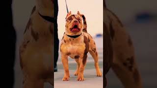 American Pit Bull Terrier 🔥🔥 || #shorts #ytshorts ||