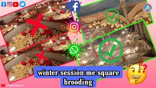 Poultry farm Winter session me square brooding Se kam kese kare