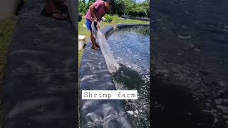 Shrimp Farm #shortvideo #shrimpfarm #howtoharvestshrimp