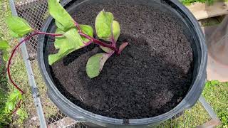 Transplant Malabar Spinach