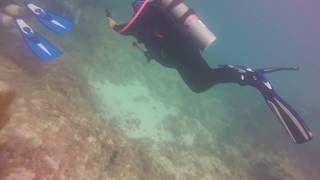 Key Largo divepickles reef 11.26.17 pt4