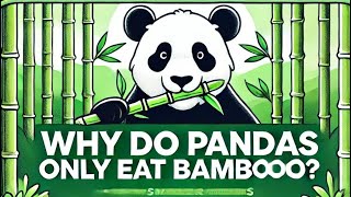 UNCOVER THE MYSTERY! Why Do Pandas ONLY Eat Bamboo? | Exclusive Insights & Facts