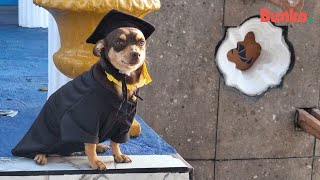 Canelo, el perrito adoptado que se graduó en una escuela de México