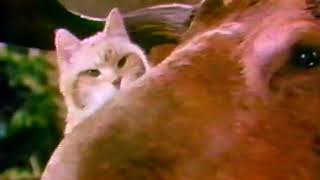 Morris the Cat and the Moose 9 Lives Cat Food TV Ad Commercial