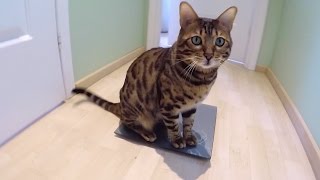 Easy way how to weigh a cat