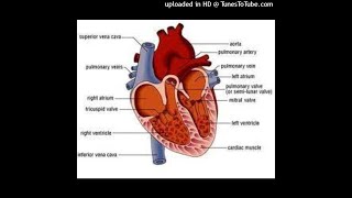 11 produse pentru vasele de sânge și inimă, vor îmbunătăți activitatea sistemului cardiovascular