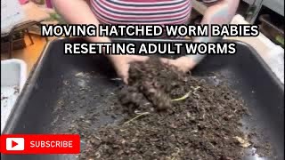 How to move the worm cocoons, and set up the breeders for more success #wormfarm #wormcomposting