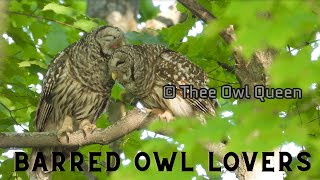 Barred owl lovers