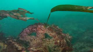 The Wreck of the SS Forth