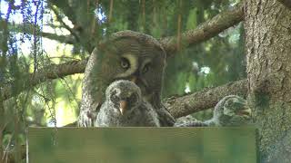 LAPPUGGLA  Great Grey Owl  (Strix nebulosa)  Klipp - 3421