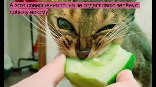 Почему коты боятся огурцов?