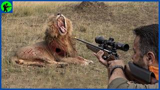 How Do Us Hunters Hunt Millions Of Lions With Bows And Arrows | Farming Documentary