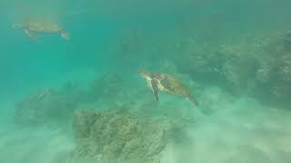 Maui Kihei Turtlepalooza 2 -- 24 November 2017