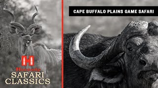 Cape Buffalo and Plains Game Safari