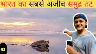 Why do turtles come on this beach in India ? ये कछुए भारत के इस समुद्रतट पर क्यों आते हैं?