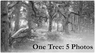 One tree: 5 Photos