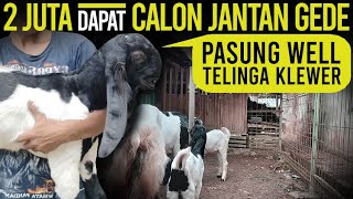 JANTAN 2 JUTA GRATIS ONGKIR SE JAWA !!! Kambing PE Kaligesing.