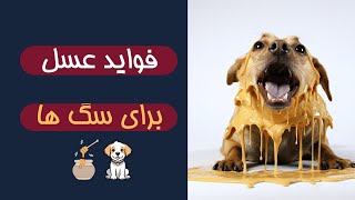 فواید عسل برای سگ‌ها | تقویت سیستم ایمنی، درمان سرفه