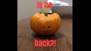 Pumpkin Friend Is Back?