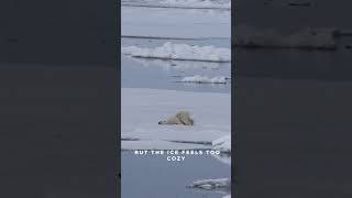 The king of the Arctic: the polar bear