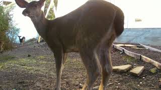 Deer Eye Balling My Trail Cam! 👁️