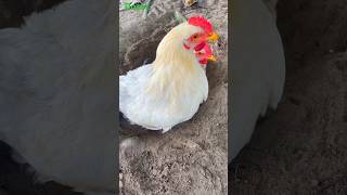 Funny chicken videos on youtube |  funny chicken videos | 🐣🐓 #shorts #chicken #youtubeshorts#short