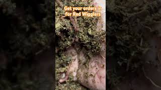 How to set up your red wigglers #wormfarm #vermicompost