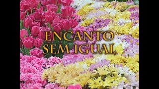 Hinário Adventista 38 Encanto Sem Igual