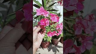 kaner plant care Tips #viral #summerflower #viral #kaner #flowers #shorts #plants #neemoil #nature