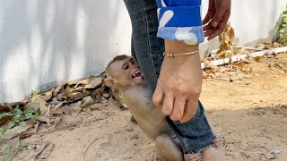 Laziest Baby Tauch Refuse Mom Let Him Climb Play On Tree With FIDO