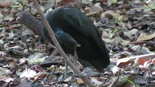 Green Ibis preening (Mesembrinibis cayennensis)